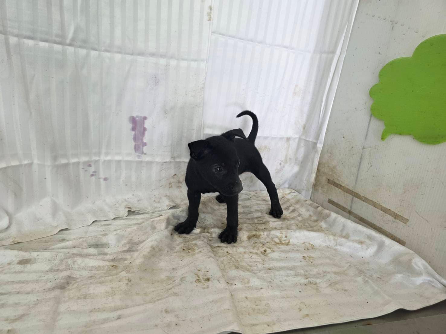 混種犬待認養照片