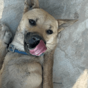 混種犬待認養照片
