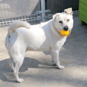 混種犬待認養照片