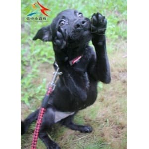 混種犬待認養照片