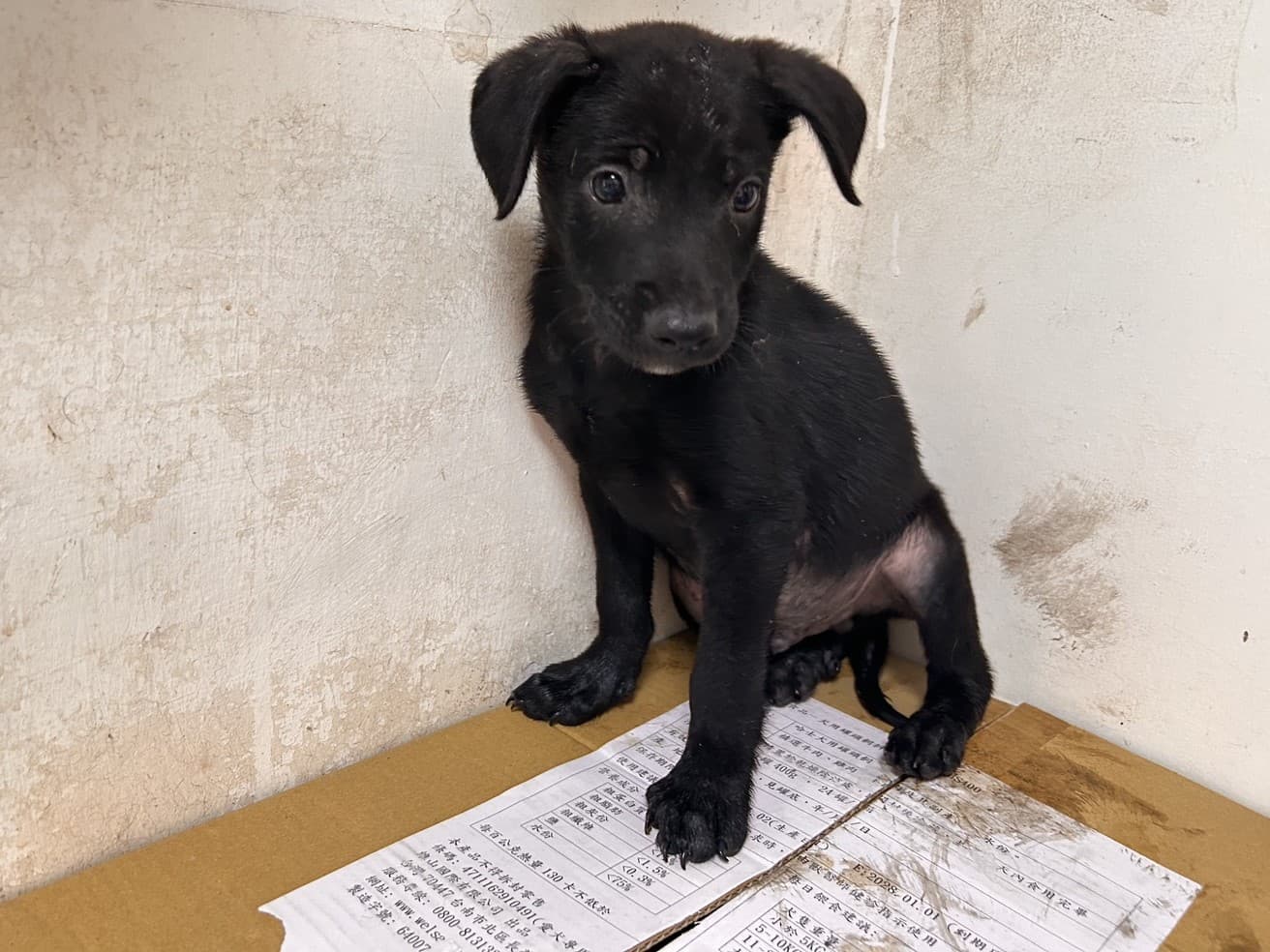 混種犬待認養照片