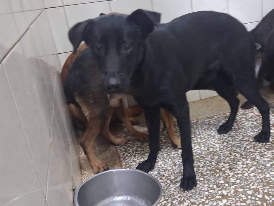 混種犬待認養照片