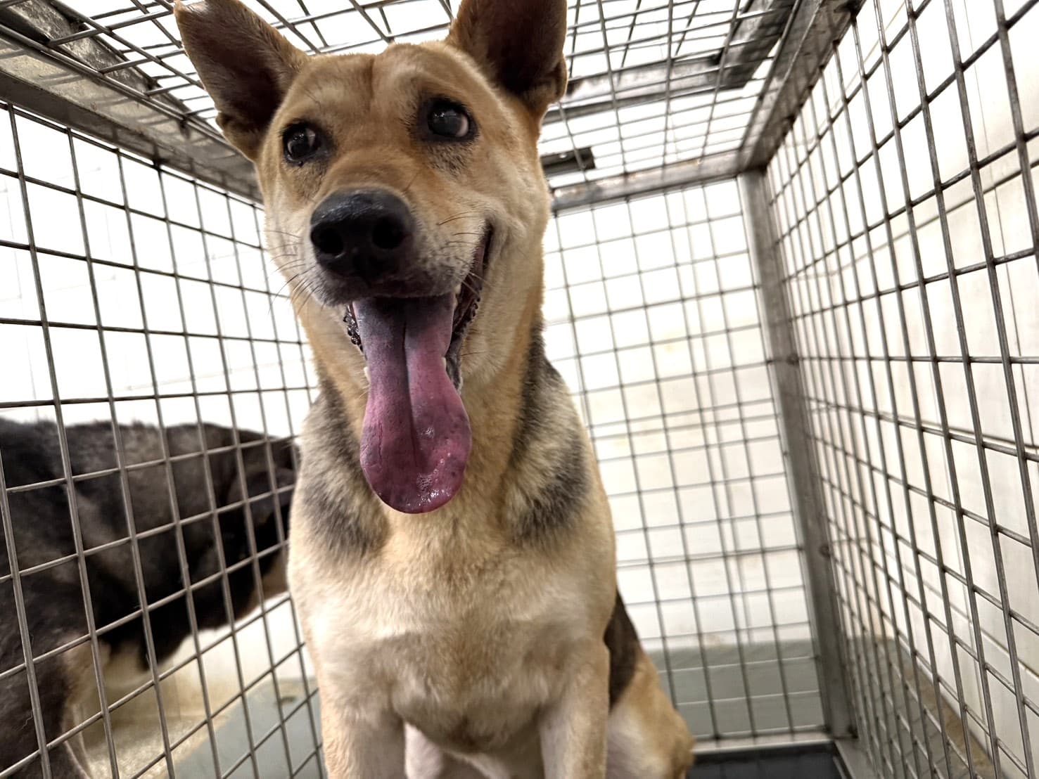 混種犬待認養照片