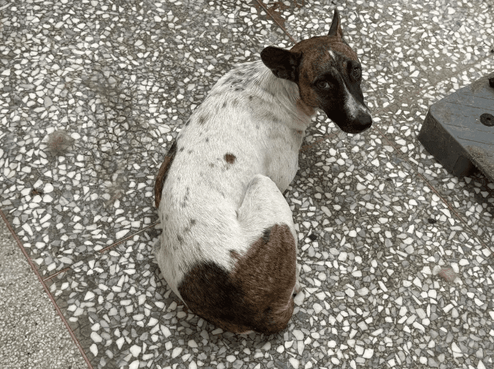 混種犬待認養照片