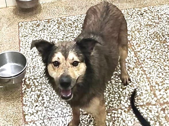 混種犬待認養照片