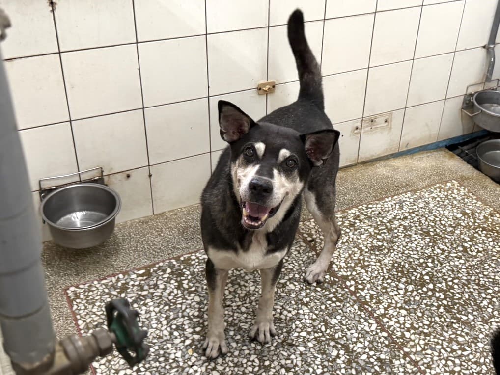 混種犬待認養照片