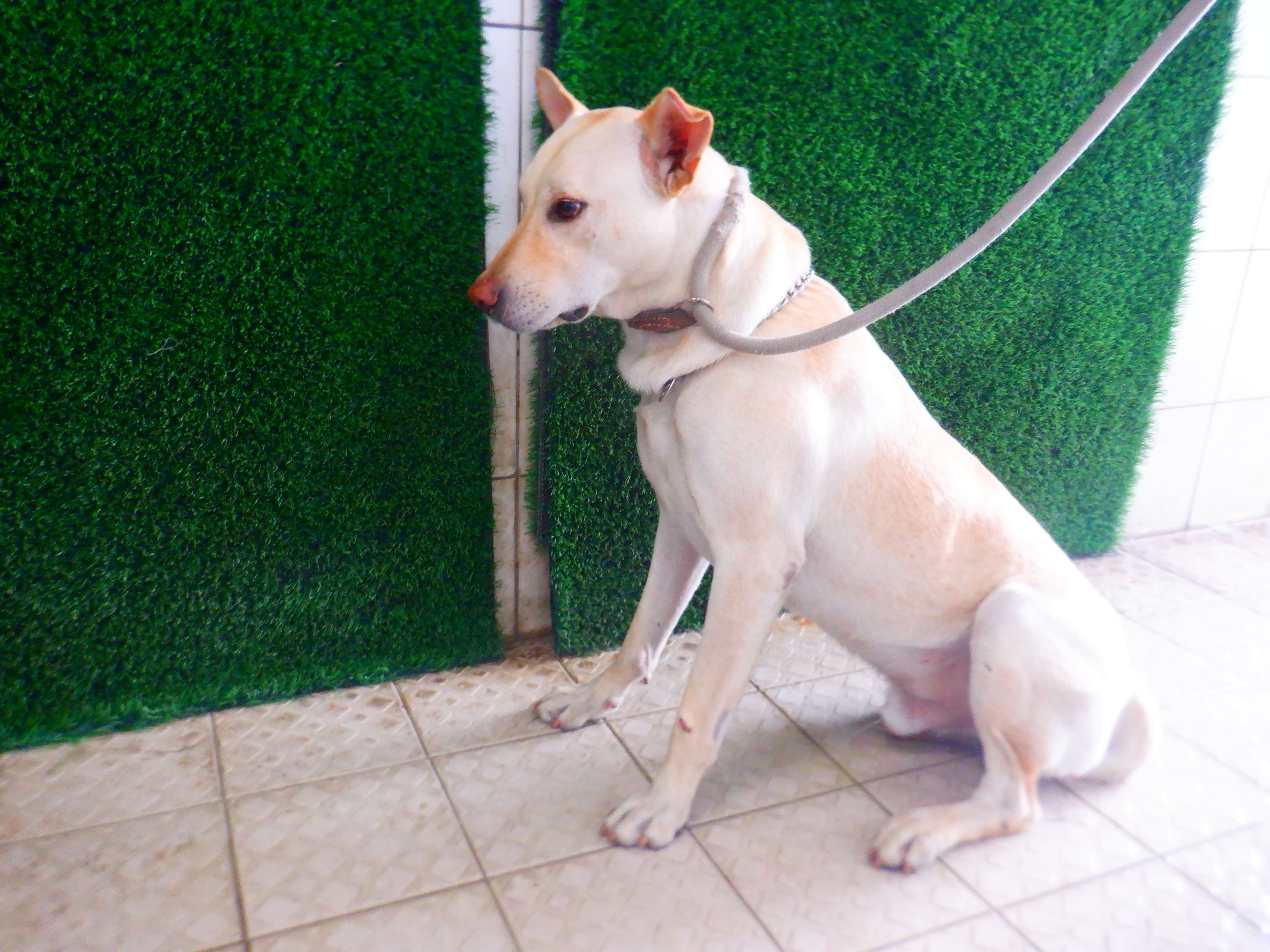 混種犬待認養照片