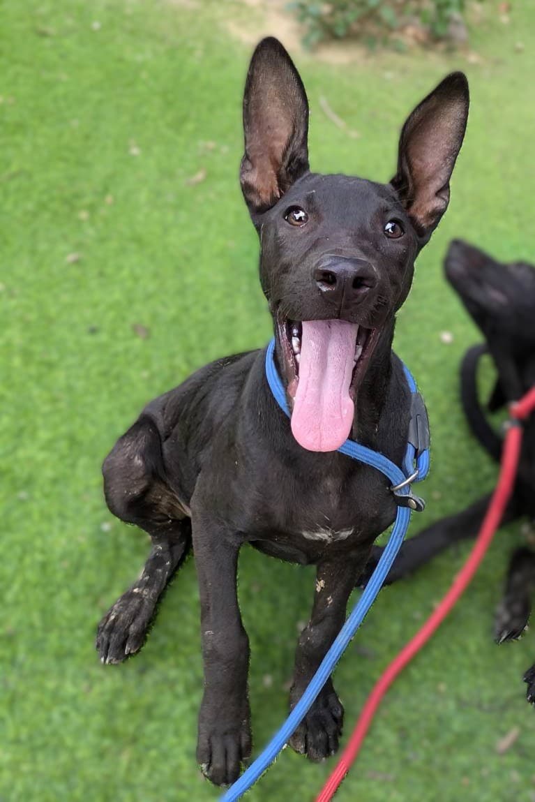 混種犬待認養照片