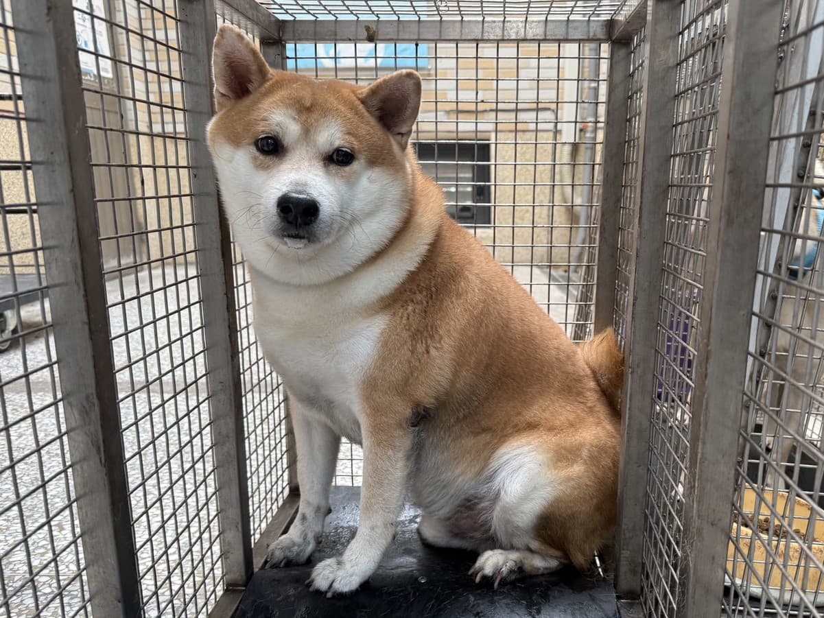 柴犬待認養照片