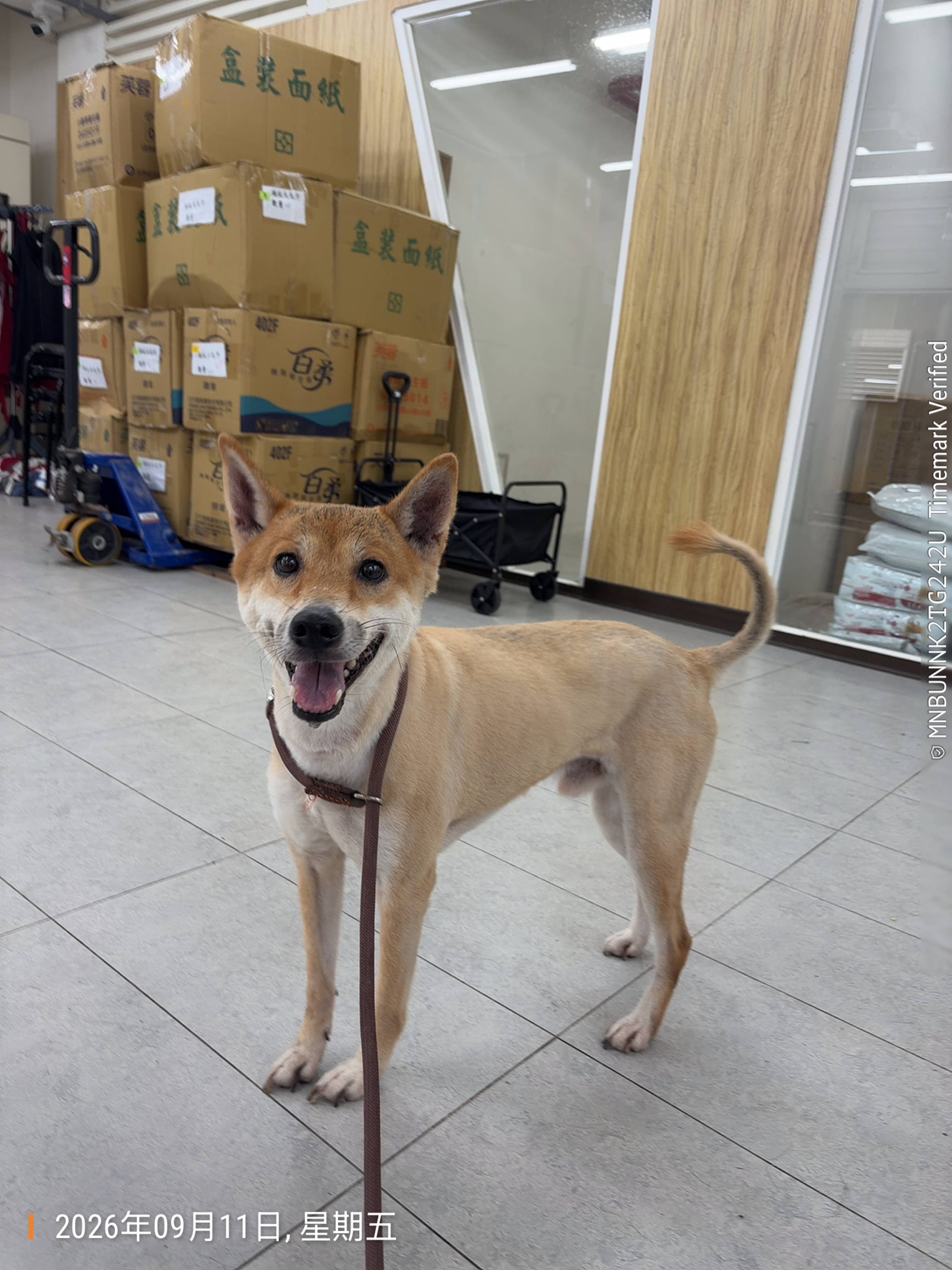 柴犬待認養照片