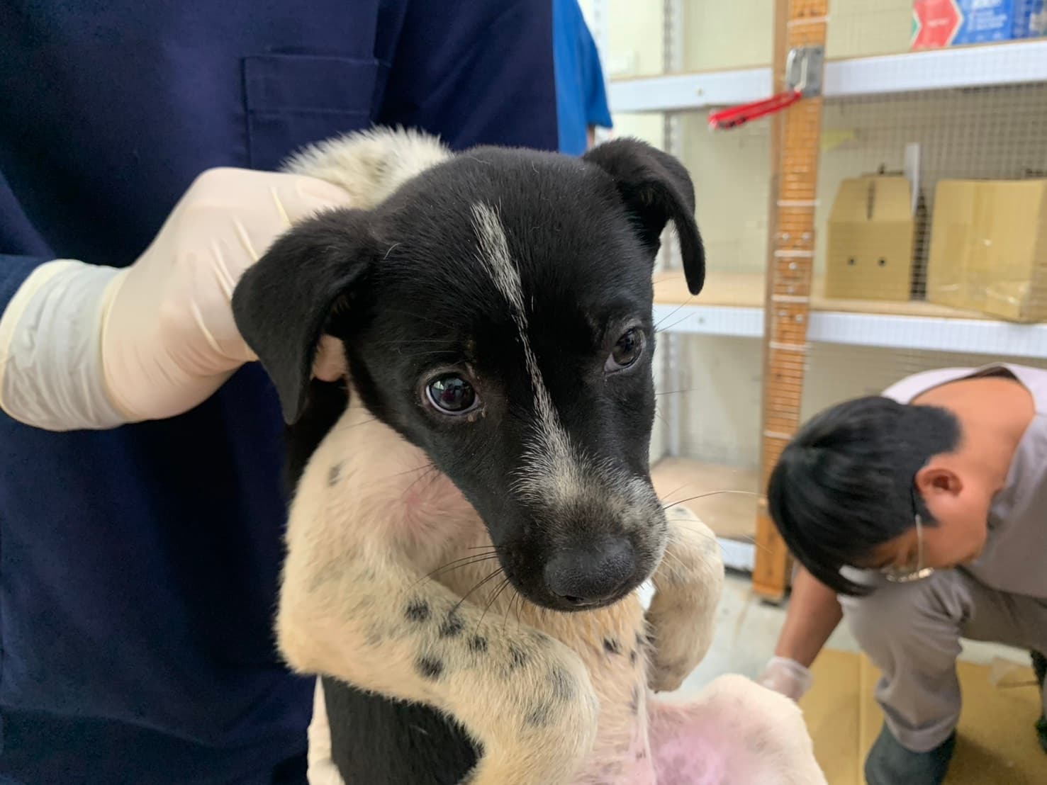 混種犬待認養照片