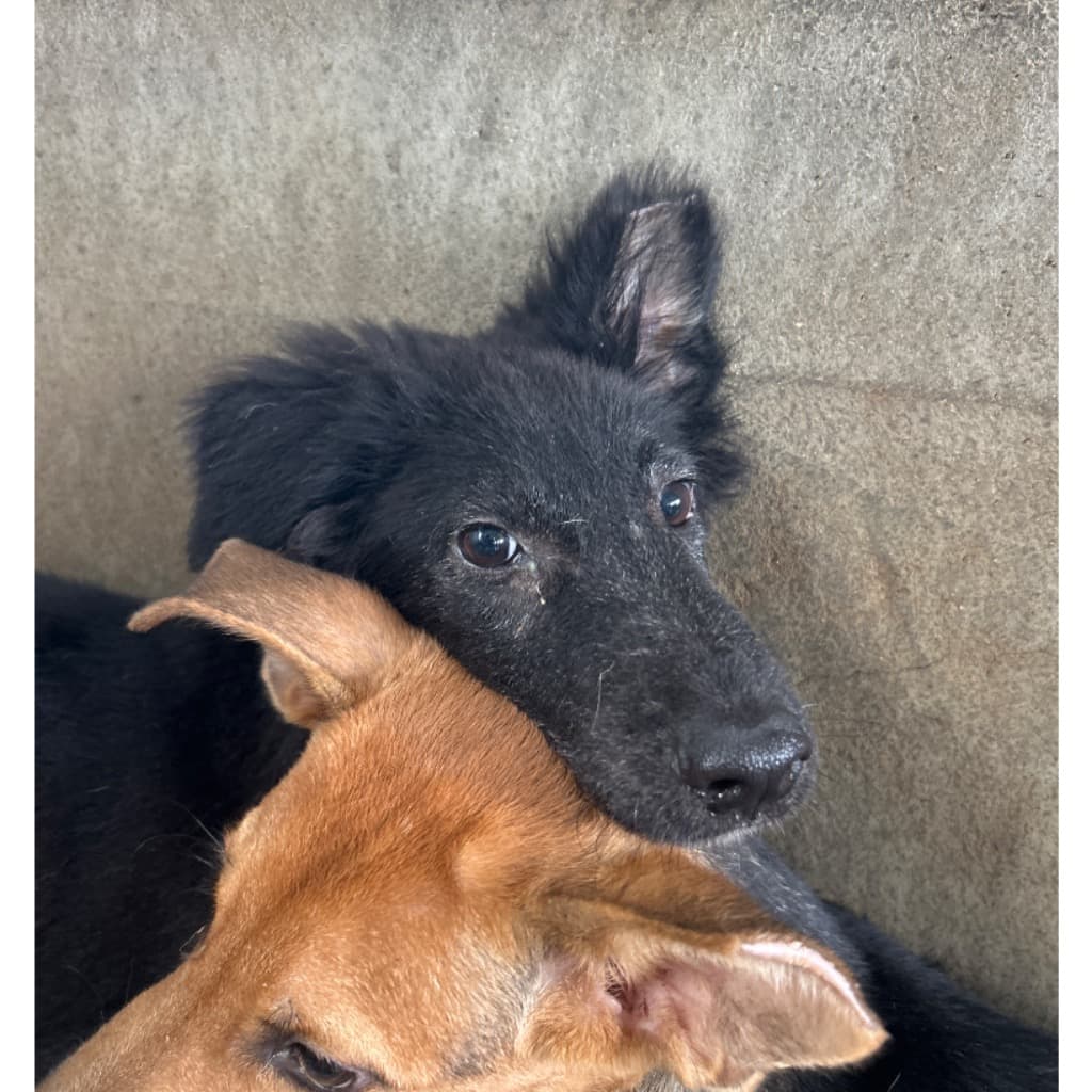 混種犬待認養照片