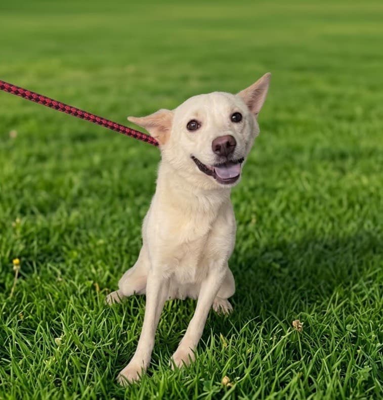 混種犬待認養照片