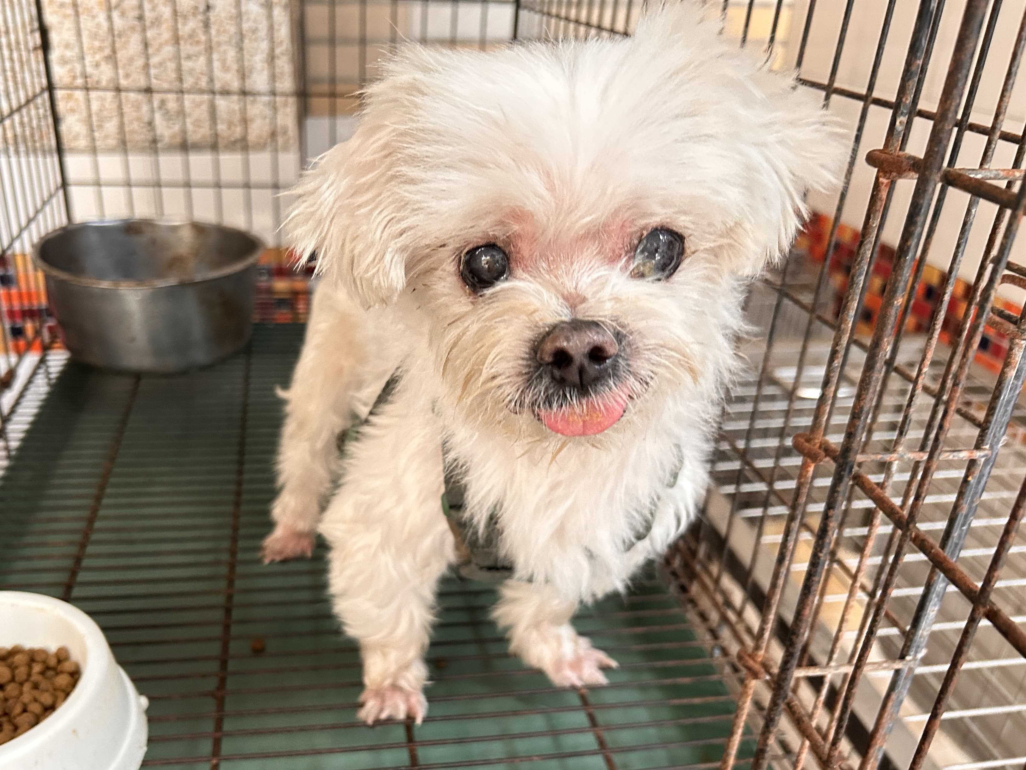 瑪爾濟斯犬待認養照片