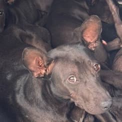 混種犬待認養照片
