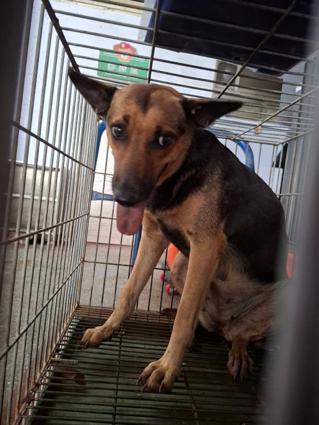 混種犬待認養照片