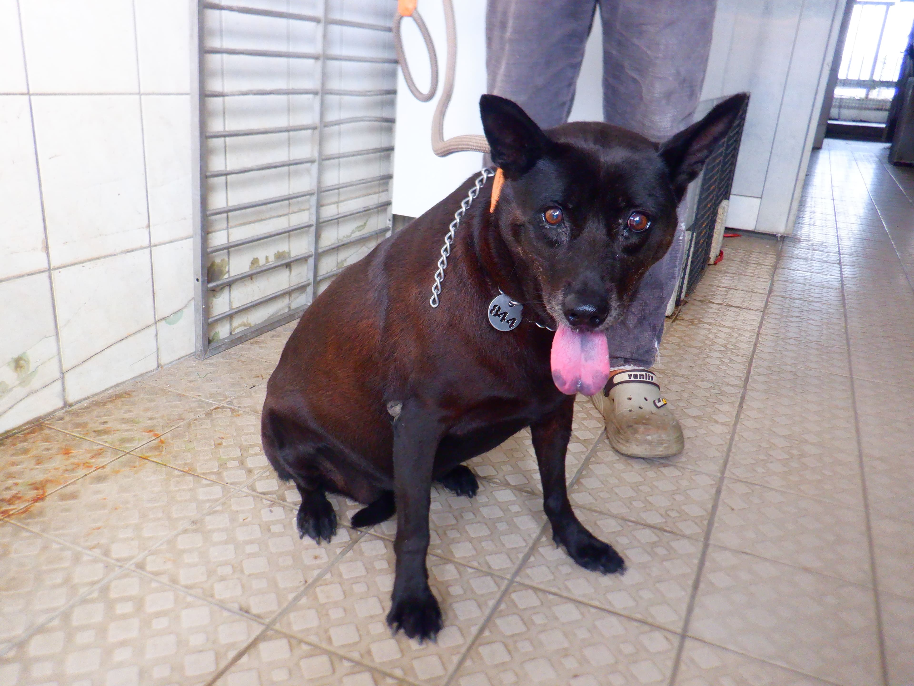 混種犬待認養照片