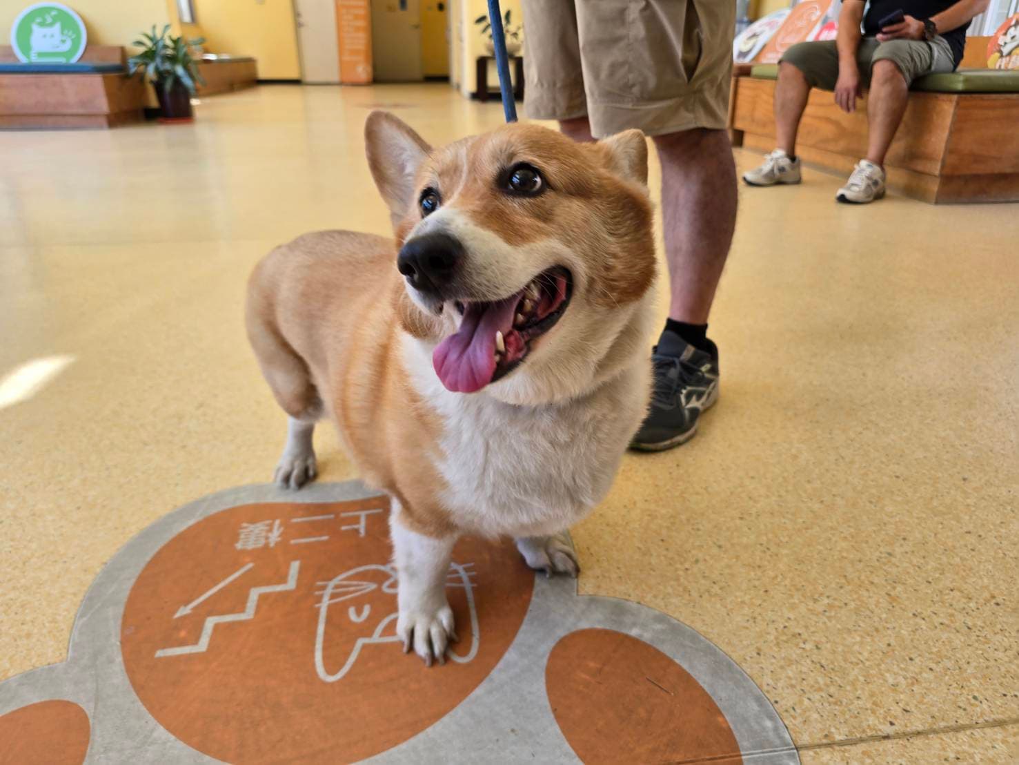 威爾斯柯基犬待認養照片