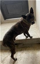 混種犬待認養照片