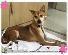 混種犬待認養照片