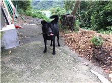 混種犬待認養照片